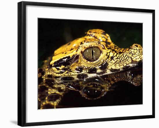 African Dwarf Crocodile Hatchlings, Native to Africa-David Northcott-Framed Photographic Print