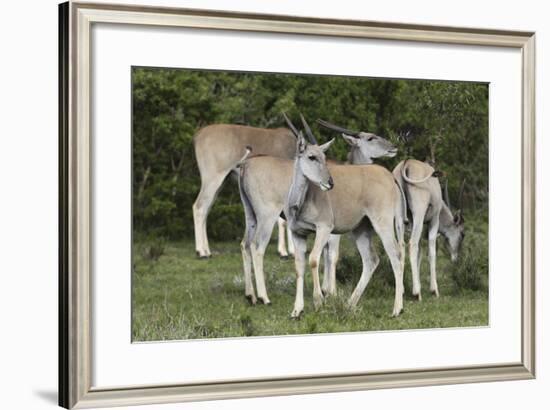 African Eland 10-Bob Langrish-Framed Photographic Print