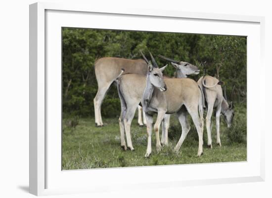 African Eland 10-Bob Langrish-Framed Photographic Print