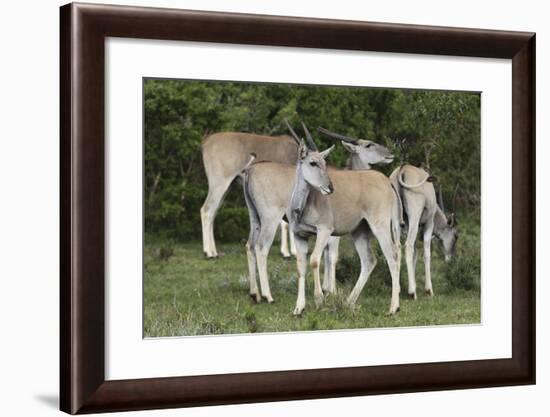 African Eland 10-Bob Langrish-Framed Photographic Print