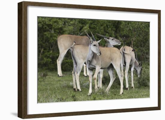 African Eland 10-Bob Langrish-Framed Photographic Print