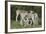 African Eland 10-Bob Langrish-Framed Photographic Print