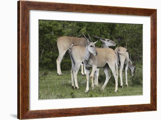 African Eland 10-Bob Langrish-Framed Photographic Print