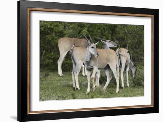 African Eland 10-Bob Langrish-Framed Photographic Print