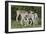 African Eland 10-Bob Langrish-Framed Photographic Print