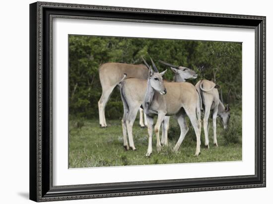 African Eland 10-Bob Langrish-Framed Photographic Print