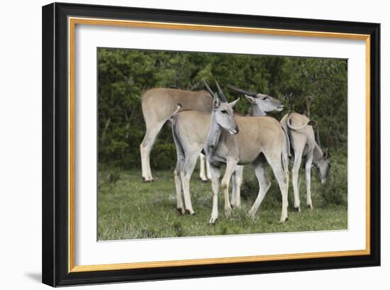 African Eland 10-Bob Langrish-Framed Photographic Print