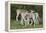 African Eland 10-Bob Langrish-Framed Premier Image Canvas