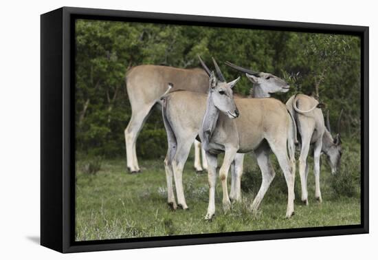 African Eland 10-Bob Langrish-Framed Premier Image Canvas