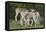 African Eland 10-Bob Langrish-Framed Premier Image Canvas