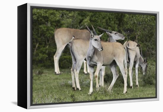 African Eland 10-Bob Langrish-Framed Premier Image Canvas