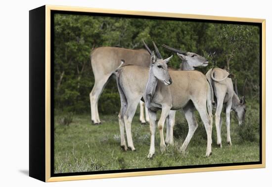 African Eland 10-Bob Langrish-Framed Premier Image Canvas