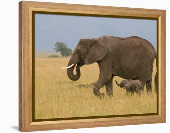 African Elephant and Baby (Loxodonta Africana), Masai Mara National Reserve, Kenya-Sergio Pitamitz-Framed Premier Image Canvas