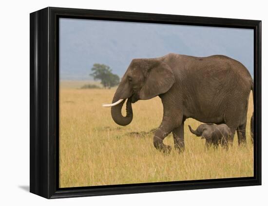 African Elephant and Baby (Loxodonta Africana), Masai Mara National Reserve, Kenya-Sergio Pitamitz-Framed Premier Image Canvas