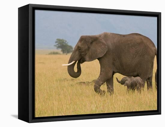African Elephant and Baby (Loxodonta Africana), Masai Mara National Reserve, Kenya-Sergio Pitamitz-Framed Premier Image Canvas