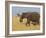 African Elephant and Baby (Loxodonta Africana), Masai Mara National Reserve, Kenya-Sergio Pitamitz-Framed Photographic Print