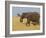 African Elephant and Baby (Loxodonta Africana), Masai Mara National Reserve, Kenya-Sergio Pitamitz-Framed Photographic Print