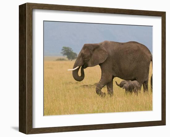 African Elephant and Baby (Loxodonta Africana), Masai Mara National Reserve, Kenya-Sergio Pitamitz-Framed Photographic Print