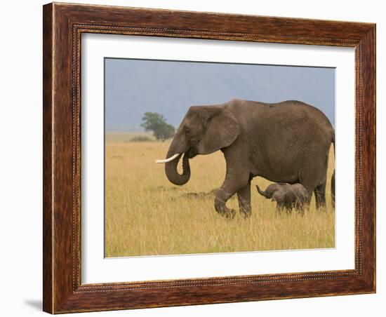 African Elephant and Baby (Loxodonta Africana), Masai Mara National Reserve, Kenya-Sergio Pitamitz-Framed Photographic Print