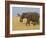 African Elephant and Baby (Loxodonta Africana), Masai Mara National Reserve, Kenya-Sergio Pitamitz-Framed Photographic Print