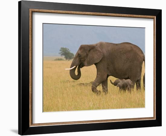 African Elephant and Baby (Loxodonta Africana), Masai Mara National Reserve, Kenya-Sergio Pitamitz-Framed Photographic Print