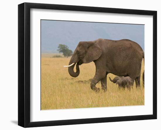 African Elephant and Baby (Loxodonta Africana), Masai Mara National Reserve, Kenya-Sergio Pitamitz-Framed Photographic Print