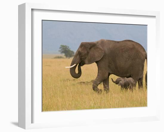 African Elephant and Baby (Loxodonta Africana), Masai Mara National Reserve, Kenya-Sergio Pitamitz-Framed Photographic Print