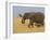 African Elephant and Baby (Loxodonta Africana), Masai Mara National Reserve, Kenya-Sergio Pitamitz-Framed Photographic Print