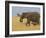 African Elephant and Baby (Loxodonta Africana), Masai Mara National Reserve, Kenya-Sergio Pitamitz-Framed Photographic Print