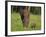 African Elephant and Calf in Grass-DLILLC-Framed Photographic Print