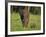 African Elephant and Calf in Grass-DLILLC-Framed Photographic Print