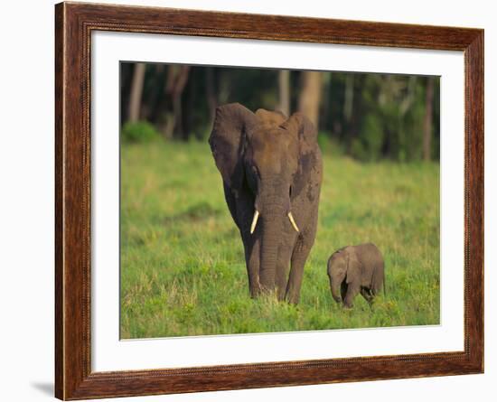 African Elephant and Calf in Grass-DLILLC-Framed Photographic Print