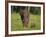 African Elephant and Calf in Grass-DLILLC-Framed Photographic Print