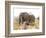 African Elephant and Zebra at Namutoni Resort, Namibia-Joe Restuccia III-Framed Photographic Print