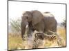 African Elephant and Zebra at Namutoni Resort, Namibia-Joe Restuccia III-Mounted Photographic Print