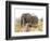 African Elephant and Zebra at Namutoni Resort, Namibia-Joe Restuccia III-Framed Photographic Print