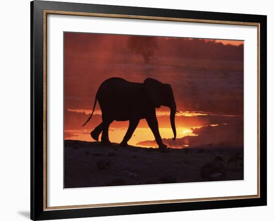 African Elephant, at Sunset Chobe National Park, Botswana-Tony Heald-Framed Photographic Print