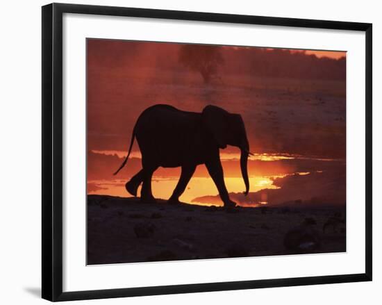 African Elephant, at Sunset Chobe National Park, Botswana-Tony Heald-Framed Photographic Print