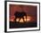 African Elephant, at Sunset Chobe National Park, Botswana-Tony Heald-Framed Photographic Print