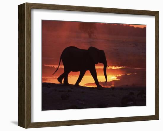 African Elephant, at Sunset Chobe National Park, Botswana-Tony Heald-Framed Photographic Print