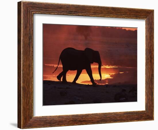 African Elephant, at Sunset Chobe National Park, Botswana-Tony Heald-Framed Photographic Print