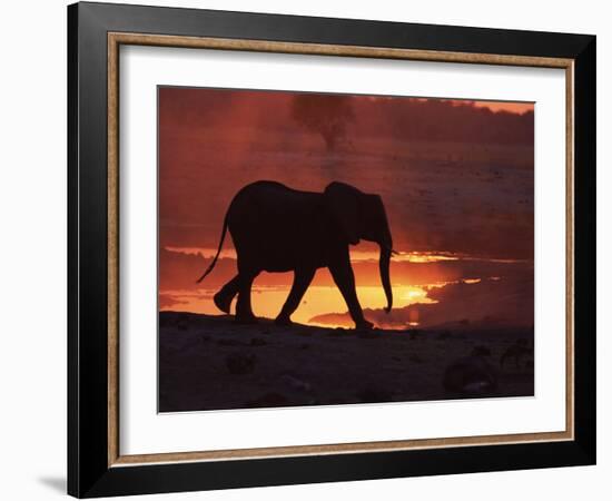 African Elephant, at Sunset Chobe National Park, Botswana-Tony Heald-Framed Photographic Print