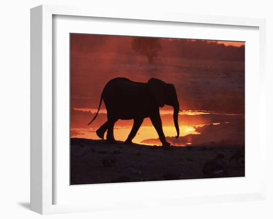 African Elephant, at Sunset Chobe National Park, Botswana-Tony Heald-Framed Photographic Print