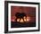 African Elephant, at Sunset Chobe National Park, Botswana-Tony Heald-Framed Photographic Print