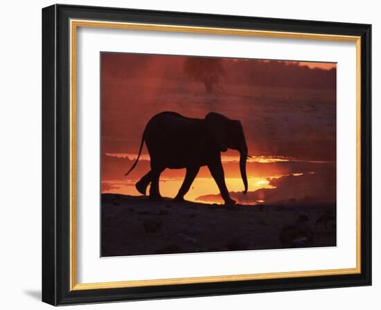 African Elephant, at Sunset Chobe National Park, Botswana-Tony Heald-Framed Photographic Print