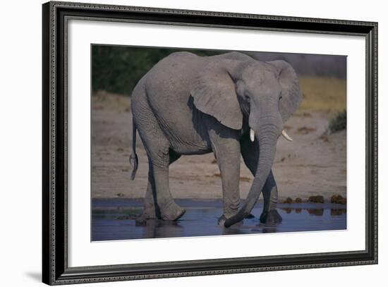 African Elephant at Watering Hole-DLILLC-Framed Photographic Print