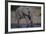 African Elephant at Watering Hole-DLILLC-Framed Photographic Print