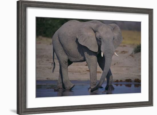 African Elephant at Watering Hole-DLILLC-Framed Photographic Print