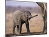 African Elephant Baby, Etosha National Park, Namibia-Tony Heald-Mounted Photographic Print