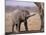 African Elephant Baby, Etosha National Park, Namibia-Tony Heald-Mounted Photographic Print